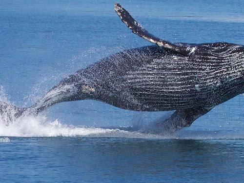 Juneau whale watching Excursion Tickets