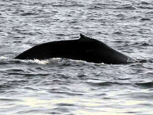 Juneau Alaska whale watching Shore Excursion Booking