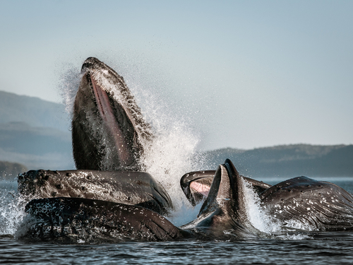 Juneau Alaska whale watching Shore Excursion Prices