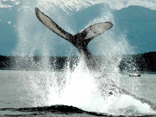 Juneau whale watching Tour Cost