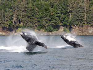 Juneau Whale Watching and Salmon Bake Excursion