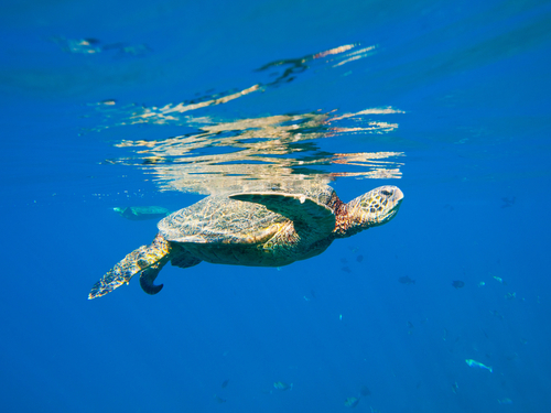 Maui (Kahului)  Hawaii / USA guided snorkeling Tour Tickets