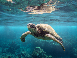 Kahului Molokini Turtle Snorkel Excursion