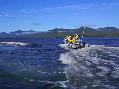Ketchikan Alaska marine life zodiac Tour Cost