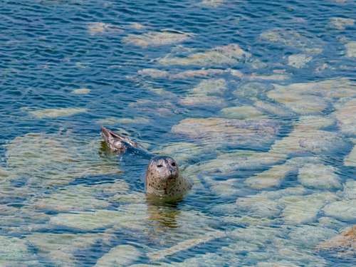 Ketchikan Eagle sightseeing kayaking Tour Tickets