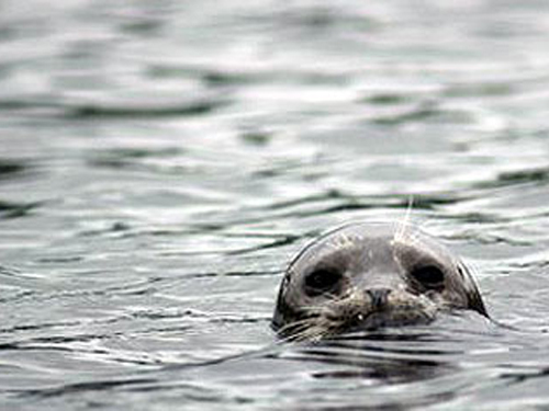 Ketchikan Eagle island kayaking Trip Prices