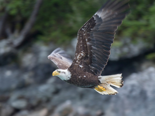 Ketchikan ocean kayaking Cruise Excursion Cost