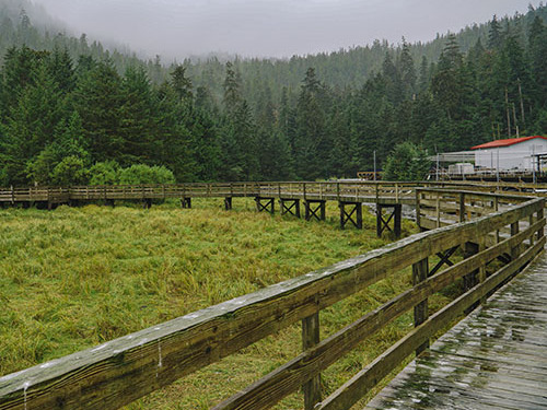 Ketchikan rainforest sanctuary Cruise Excursion Cost