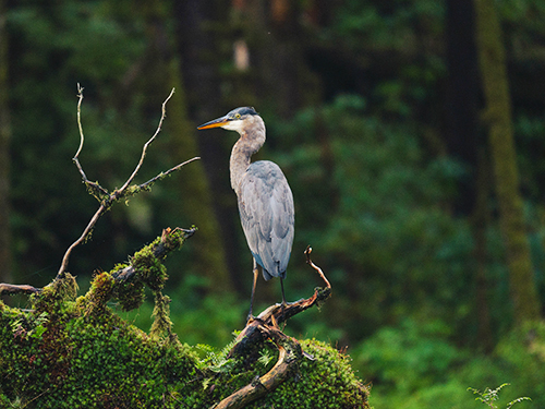 Ketchikan Alaska raptor center Tour Reviews