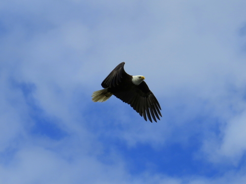Ketchikan  zodiac Trip Booking
