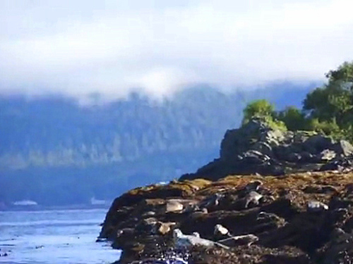 Ketchikan Alaska marine life zodiac Shore Excursion Booking
