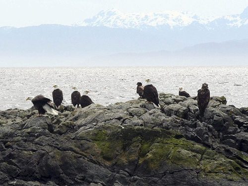 Ketchikan Alaska Eagles Cruise Excursion Reviews