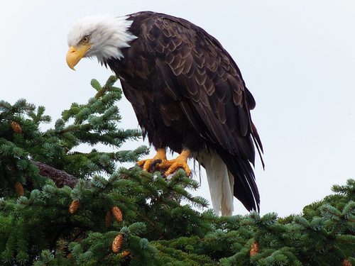 Ketchikan Alaska Eagles Shore Excursion Cost