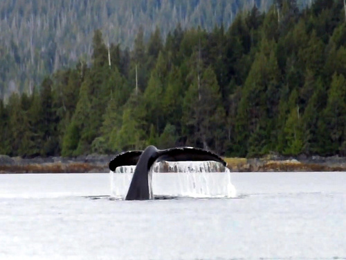 Ketchikan Alaska Eagle island kayaking Shore Excursion Prices