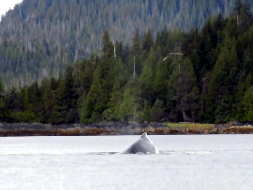 Ketchikan Alaska guided kayaking Shore Excursion Reviews