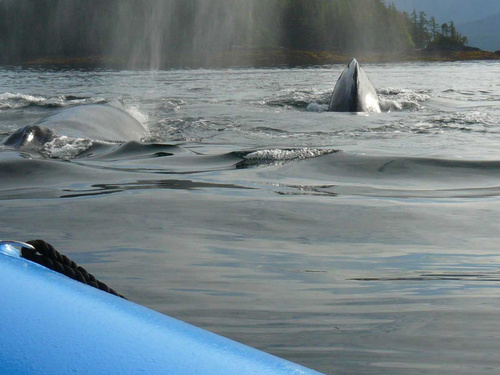 Ketchikan Alaska boating Zodiac Trip Reviews