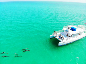 Key West Dolphin Watching and Snorkel Excursion Combo