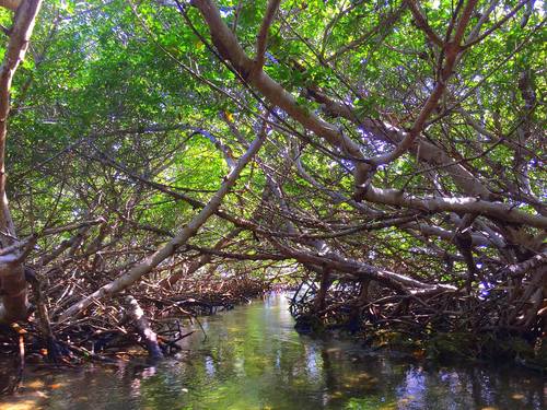 Key West sailing catamaran Cruise Excursion Cost