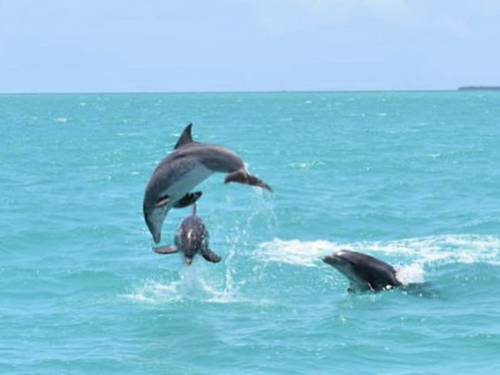 Key West snorkel Tour Reservations