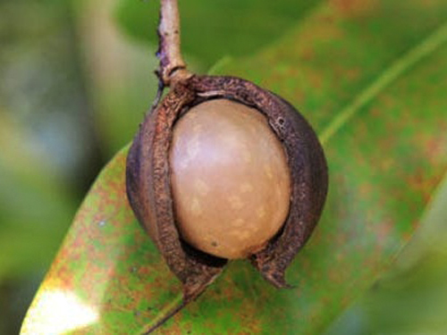 Lahaina - Maui  Hawaii / USA Maui Tropical Plantation Shore Excursion Reservations