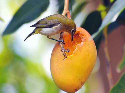 Lahaina - Maui Maui Ocean Center Excursion Reservations