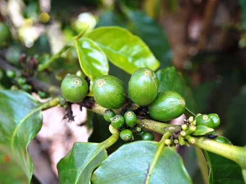 Lahaina - Maui Iao Valley State Park Tour Cost