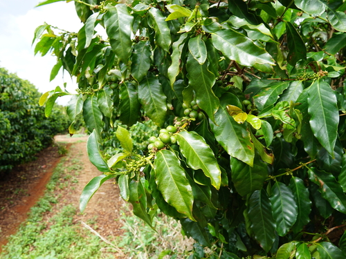 Lahaina - Maui  Hawaii / USA tram ride Shore Excursion Booking