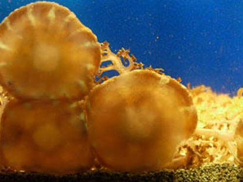 Lahaina - Maui Iao needle Tour Reviews