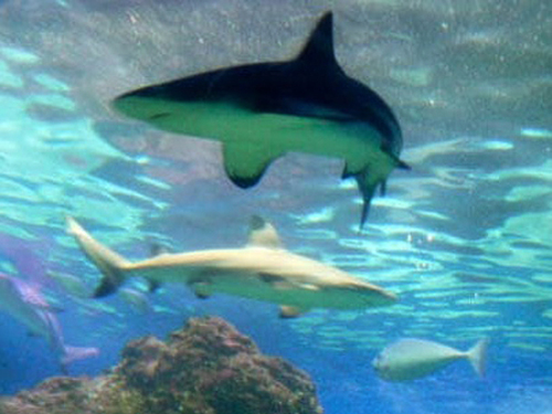 Lahaina - Maui  Hawaii / USA Iao needle Trip Reservations