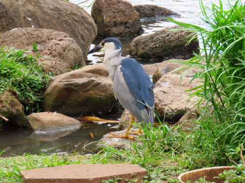 Lahaina - Maui  Hawaii / USA Iao Valley State Park Shore Excursion Cost