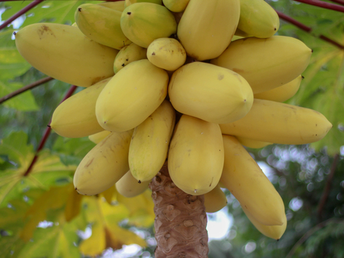 Lahaina - Maui Iao Valley National Park Tour Prices