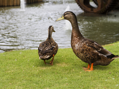 Lahaina - Maui Iao Valley State Park Tour Tickets
