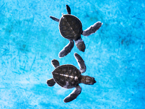 Lahaina - Maui tram ride Tour Booking