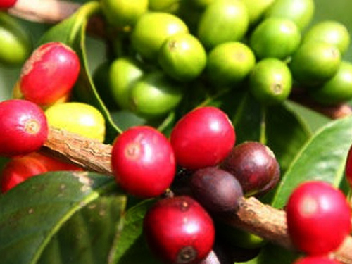 Lahaina - Maui  Hawaii / USA Maui Tropical Plantation Tour Booking