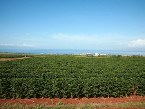 Lahaina - Maui Maui Tropical Plantation Excursion Booking