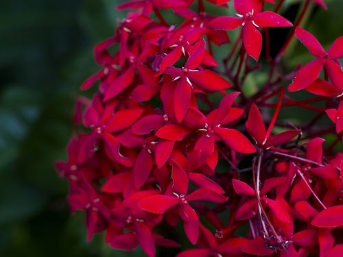 Lahaina - Maui  Hawaii / USA tram ride Shore Excursion Reviews