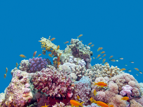 Belize City Caye Caulker beach Tour Prices