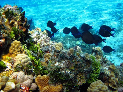 Cozumel glass bottom boat Reservations