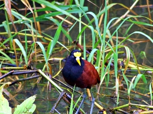 Puerto Limon Tortuguero Channel Cruise Excursion Tickets