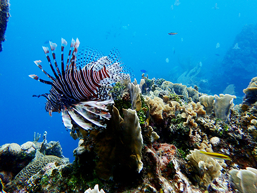 Roatan beach Trip Reservations