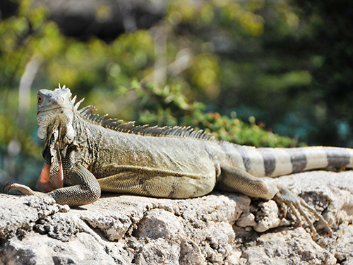 Curacao Beach Cruise Excursion Reservations