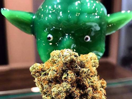 Los Angeles Grow facilities Cannabis Tour Reservations