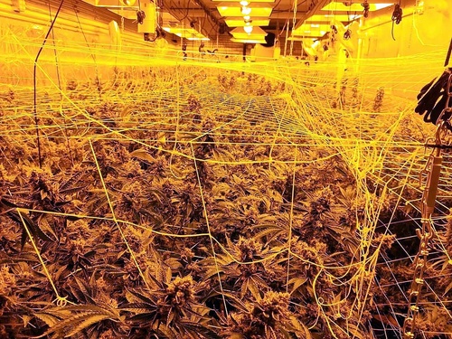 Los Angeles  California / USA  Cannabis Tour Booking