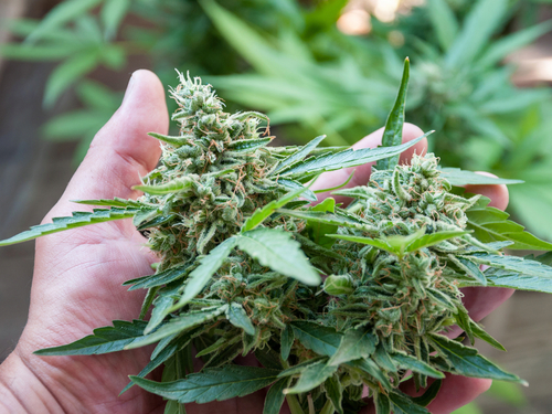 Los Angeles  California / USA Grow facilities Cannabis Tour Cost