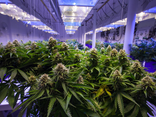 Los Angeles High-End Dispensary Cannabis Cruise Excursion Reviews
