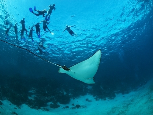 Belize City Hol Chan Reserve Park Excursion Prices