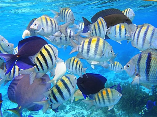 Grand Cayman coral barrier reef snorkel Prices