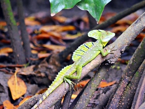 Puerto Limon Cahuita National Park Cruise Excursion Reservations