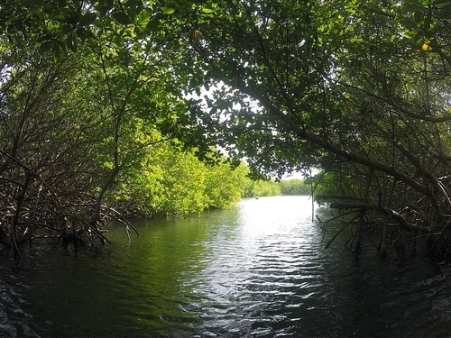 Charlotte Amalie manglar lagoon Cruise Excursion Prices