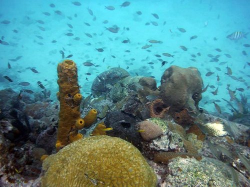 Barbados  West Indies (Bridgetown) snorkel with turtles Trip